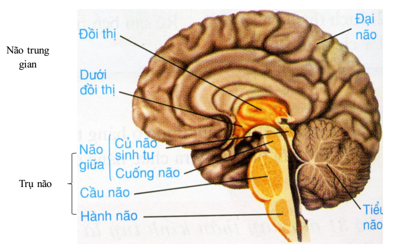 Bài 46. Trụ não, tiểu não, não trung gian - Hoc24