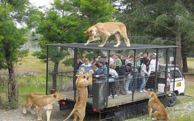Hình đảo ngược vai trò trong sở thú
