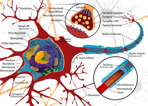 Hình ảnh của một Nơron thần kinh giống như Mindmap