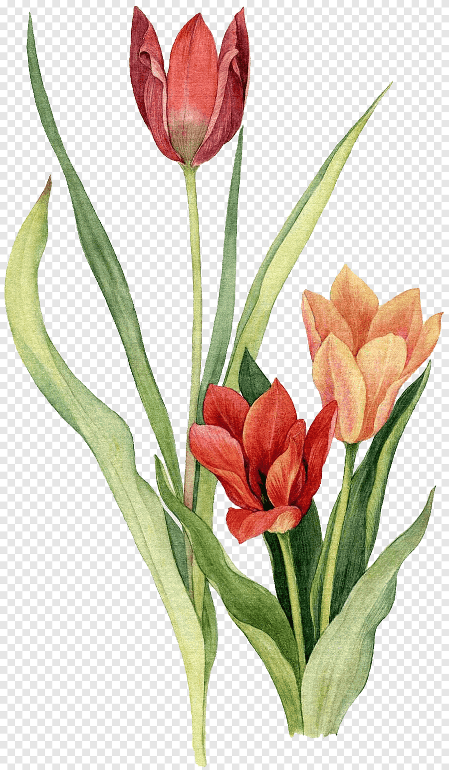 cách vẽ hoa tulip 12