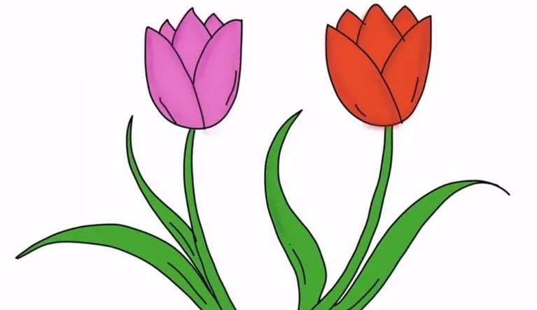 cách vẽ hoa tulip 3
