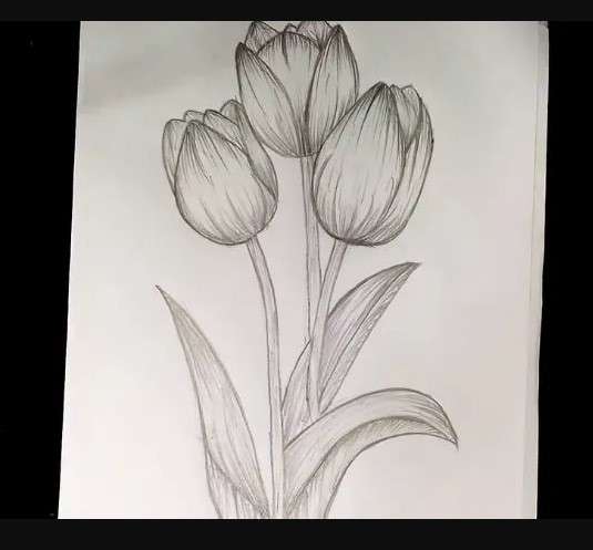 cách vẽ hoa tulip 5