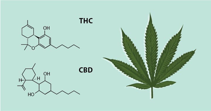 Các hợp chất Cannabinoid trong cây Cần sa - Tạp chí Cần sa Việt Nam - 25giay.vn