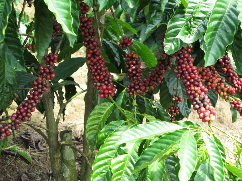 Thừa lân cây cà phê